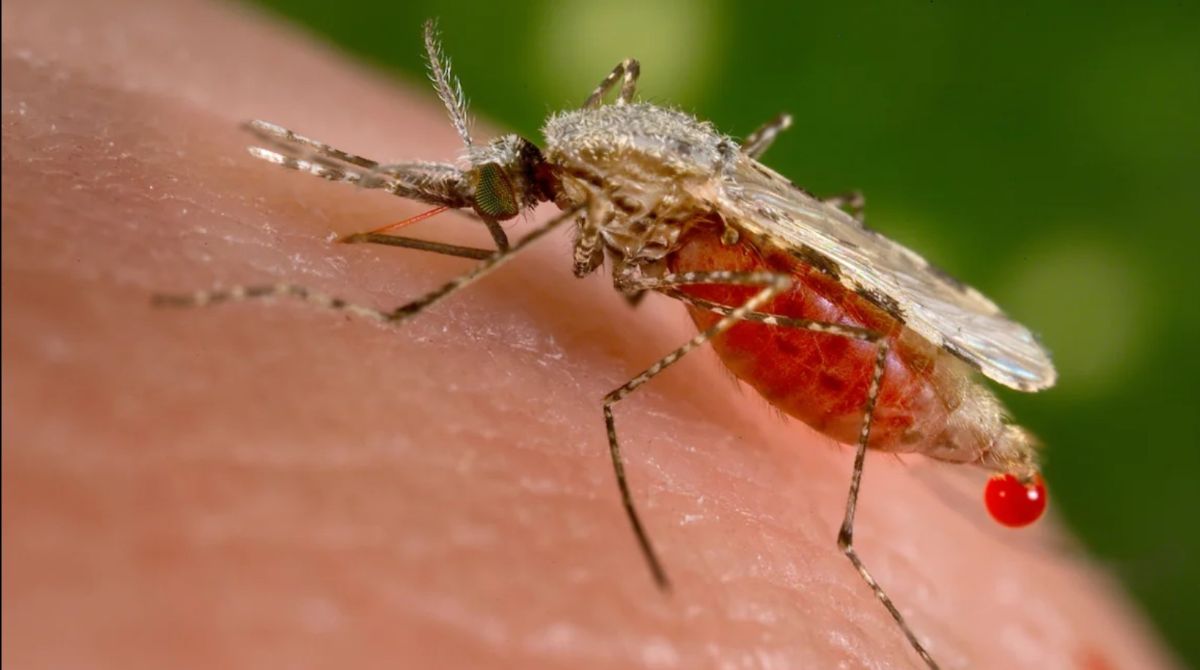 Can Engineered Mosquitoes Quell Malaria Outbreak? Djibouti Takes Daring Step