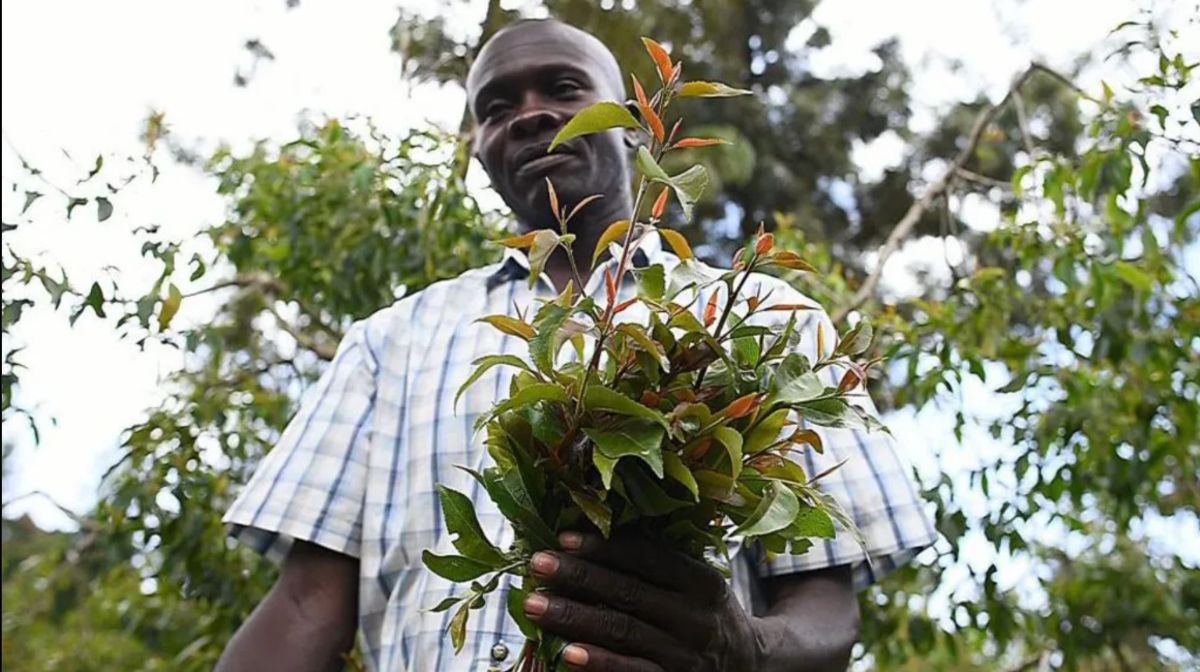 Kenya’s President Ruto Reverses Ban on Addictive Plant