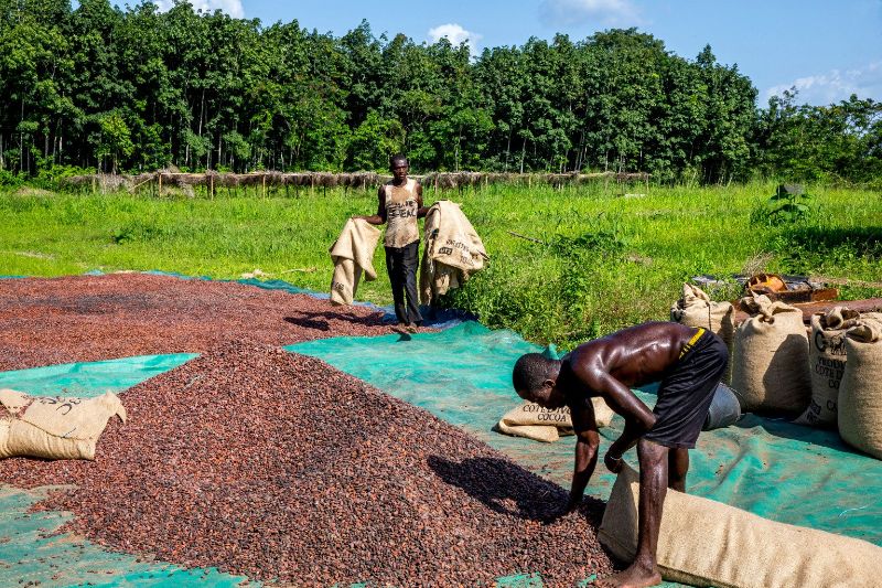 Ivory Coast to Introduce a New Certification and Traceability System for Cocoa 