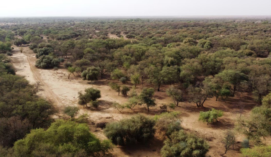 Africa’s Great Green Wall Project Off Course for 2030 Completion
