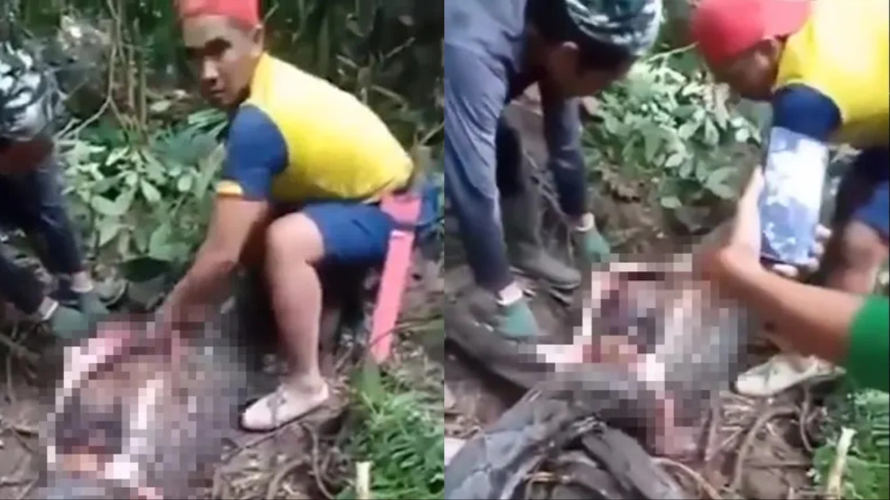 Video: Missing Mother Swallowed Whole by Massive Python in Indonesia