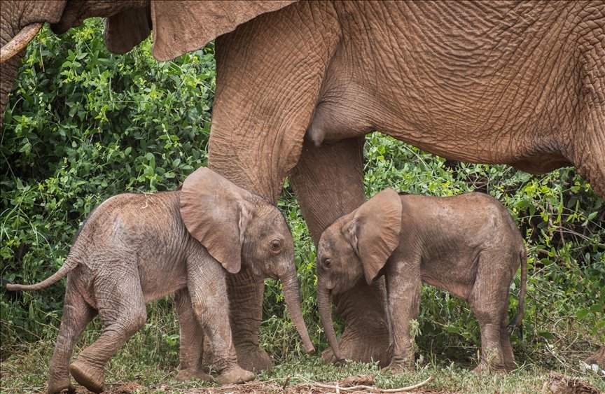 New Study Discovers that African Elephants Have Individual Names