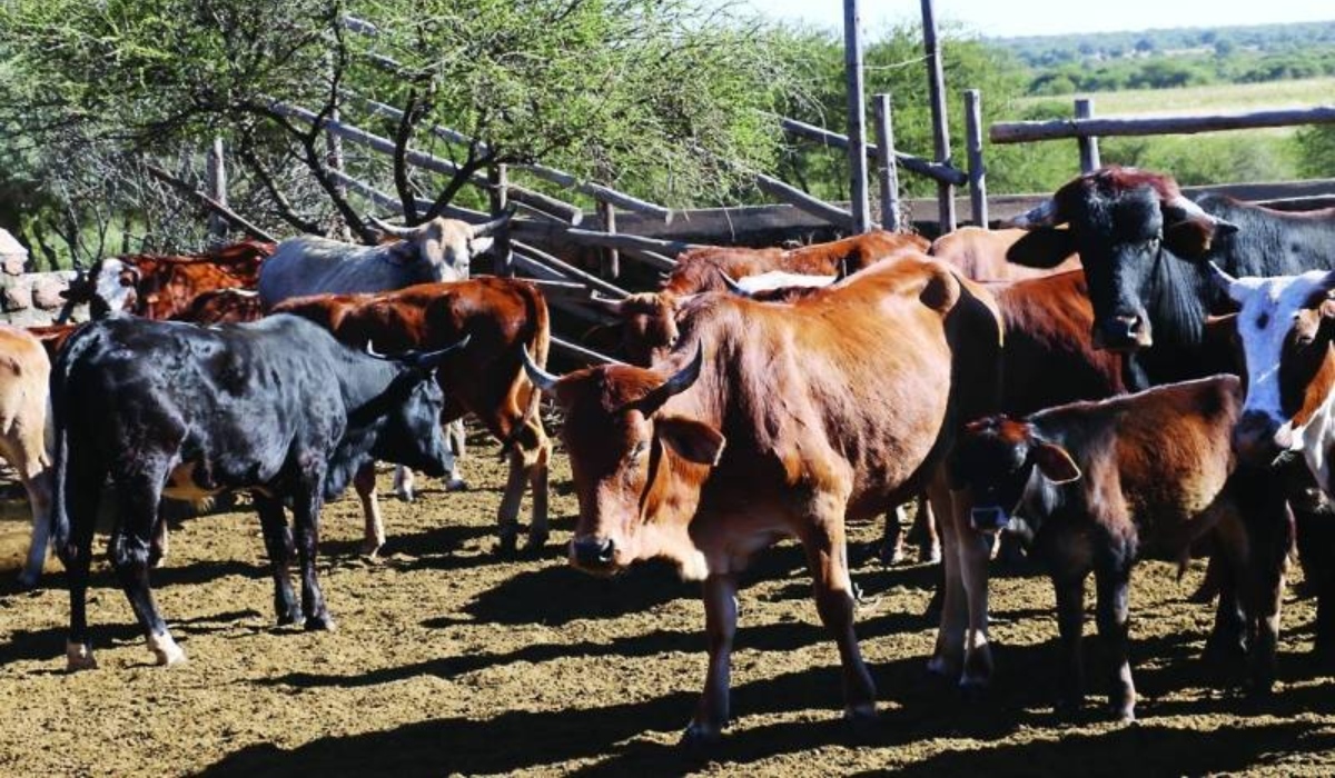 Daring Rustlers Steal 21 Cattle And Slaughter Nine In Banket Before Abandoning Them After A Bust