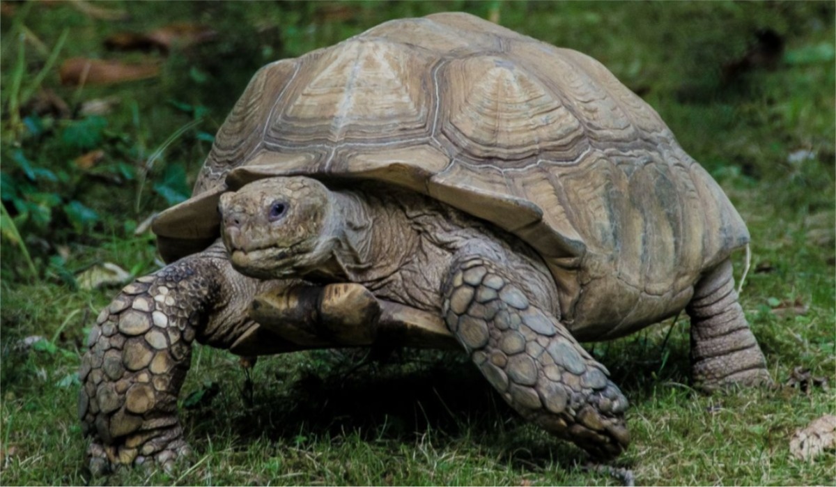 Zimbabwean Woman Arrested for Using Tortoise to Threaten HR Manager with Black Magic