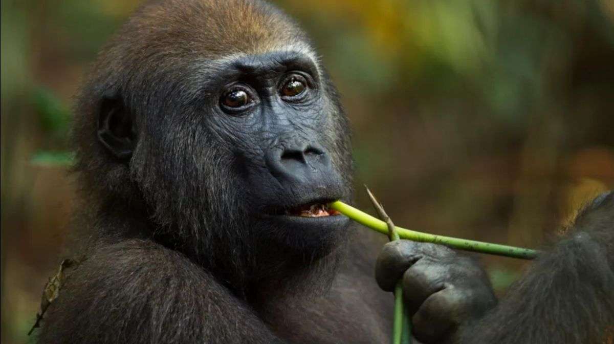 Experts Believe Gorillas’ Self-medication May Yield Drug Discoveries