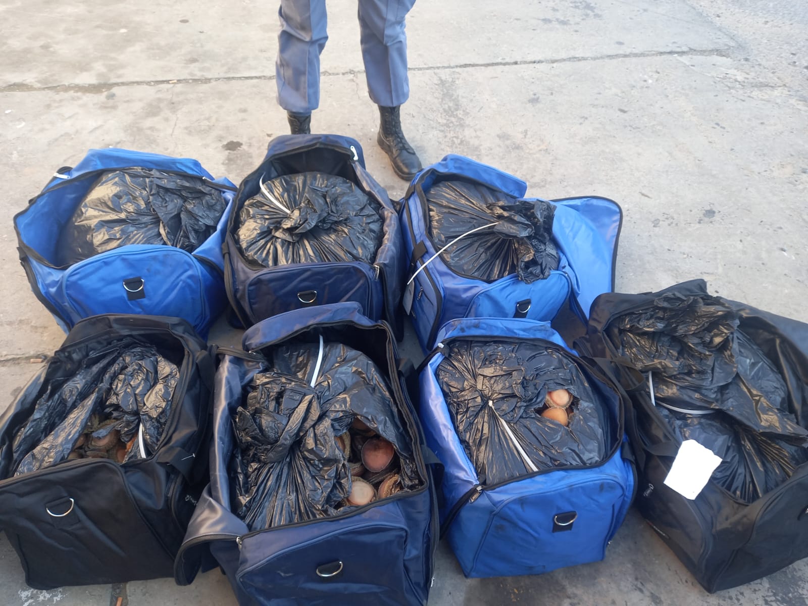 Western Cape police make abalone bust