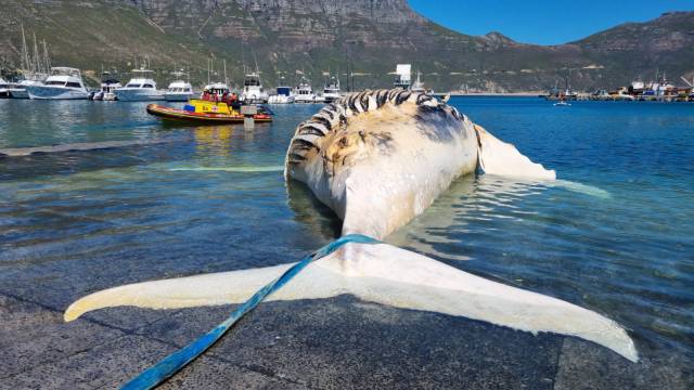 35-ton whale carcass