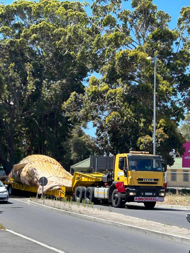 35-ton whale carcass