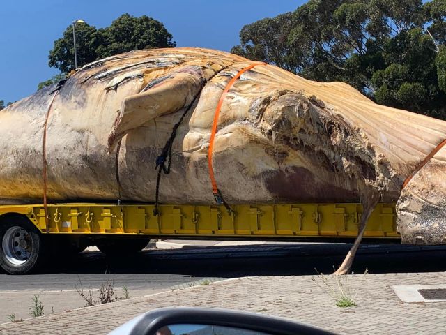 35-ton whale carcass