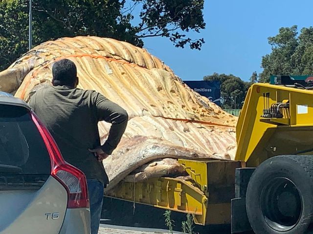 35-ton whale carcass