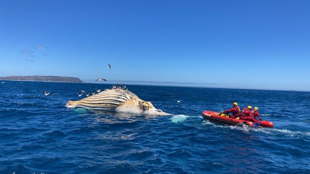 35-ton whale carcass