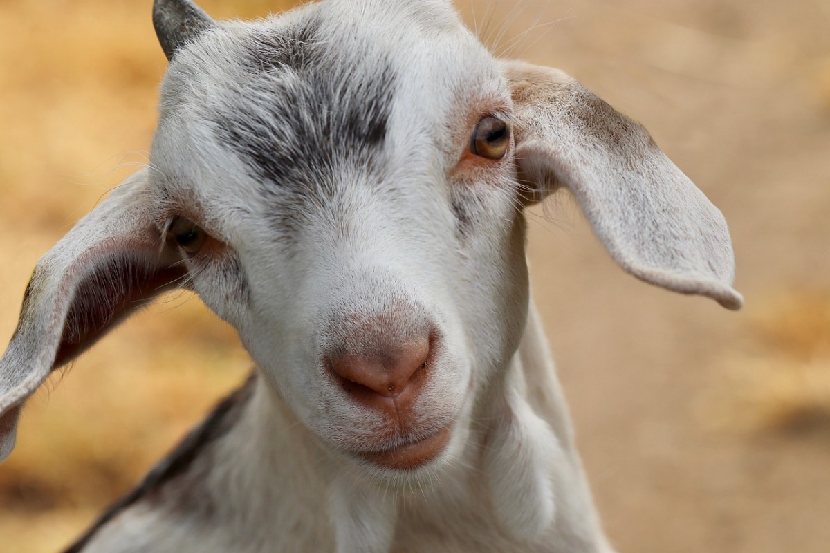 Man Steals Neighbour’s Goat, Sells Meat To Owner – Eduzim News