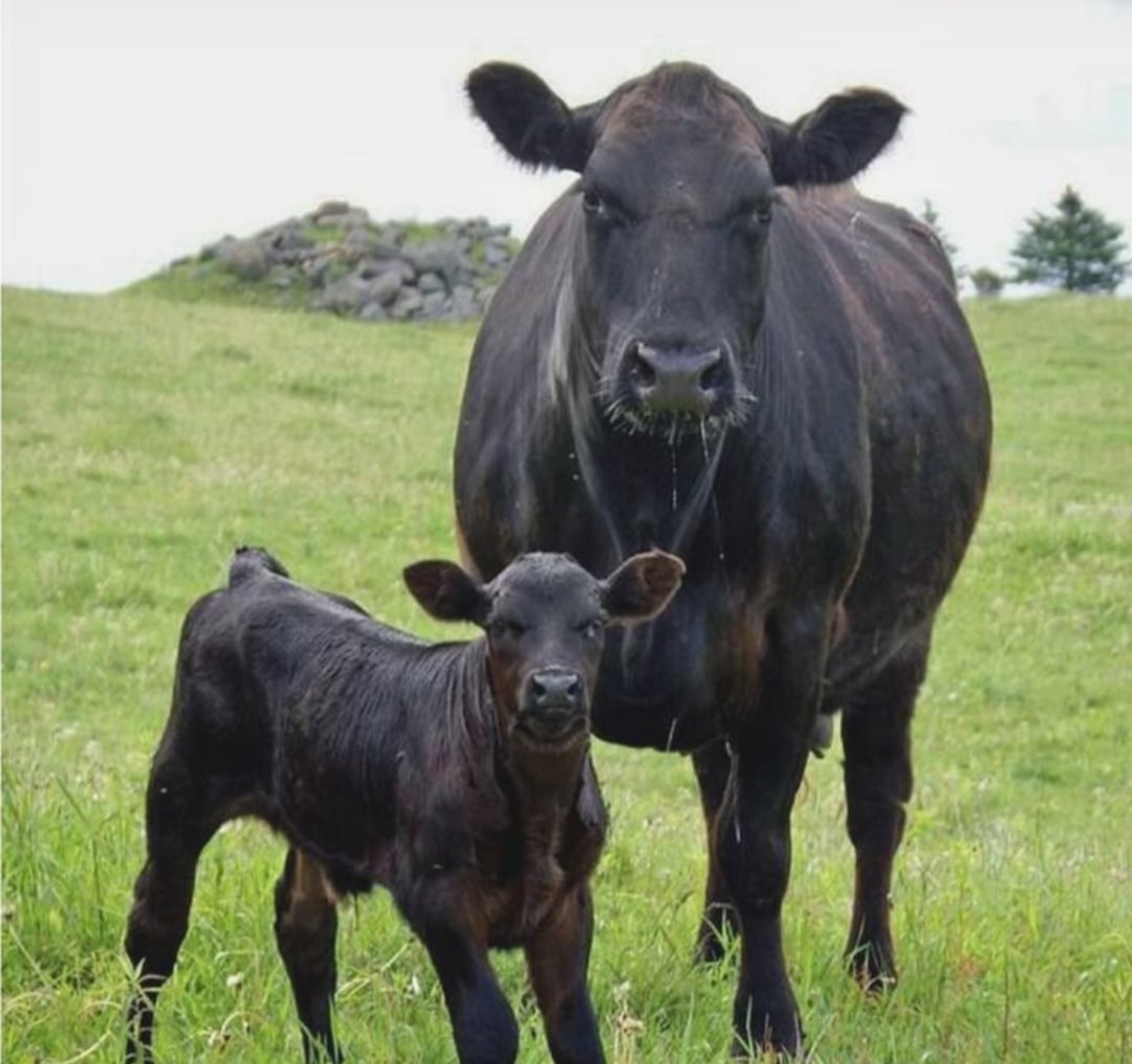 Causes, Spread, Signs and Treatment Options – Eduzim News