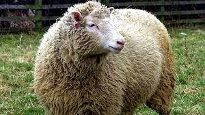 Discuss the criteria used to distinguish true from false prophets in Judaism 4 Discuss the criteria used to distinguish true from false prophets in Judaism